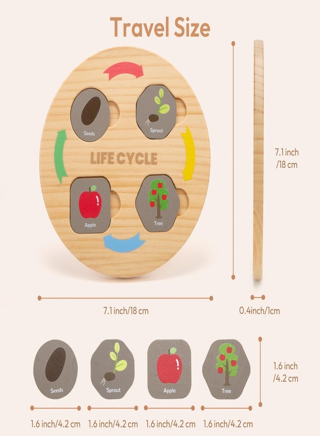 Woodtoe Life Cycle Toys for Kids, 12 Themes Montessori Preschool Science Center Materials, Wooden Learning & Educational Toys for Toddlers, Learning Game Christmas STEM Toys for Boy Girl Age 3-6 - Image 5
